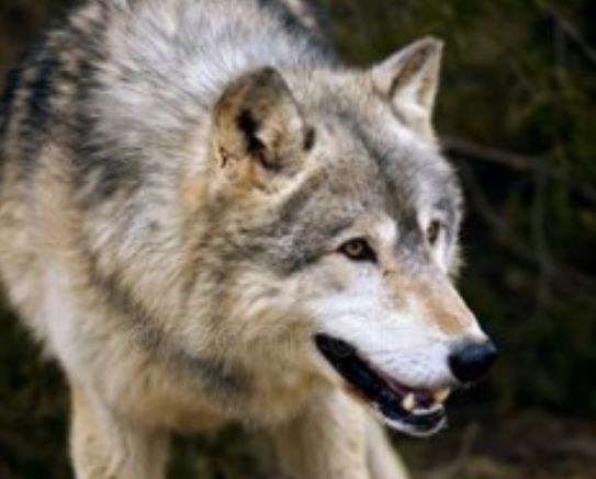 Cuántos lobos puede luchar un mastín tibetano contra los lobos? -Noticias  prohibidas