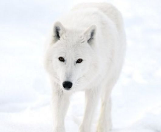 Cuántos lobos puede luchar un mastín tibetano contra los lobos? -Noticias  prohibidas